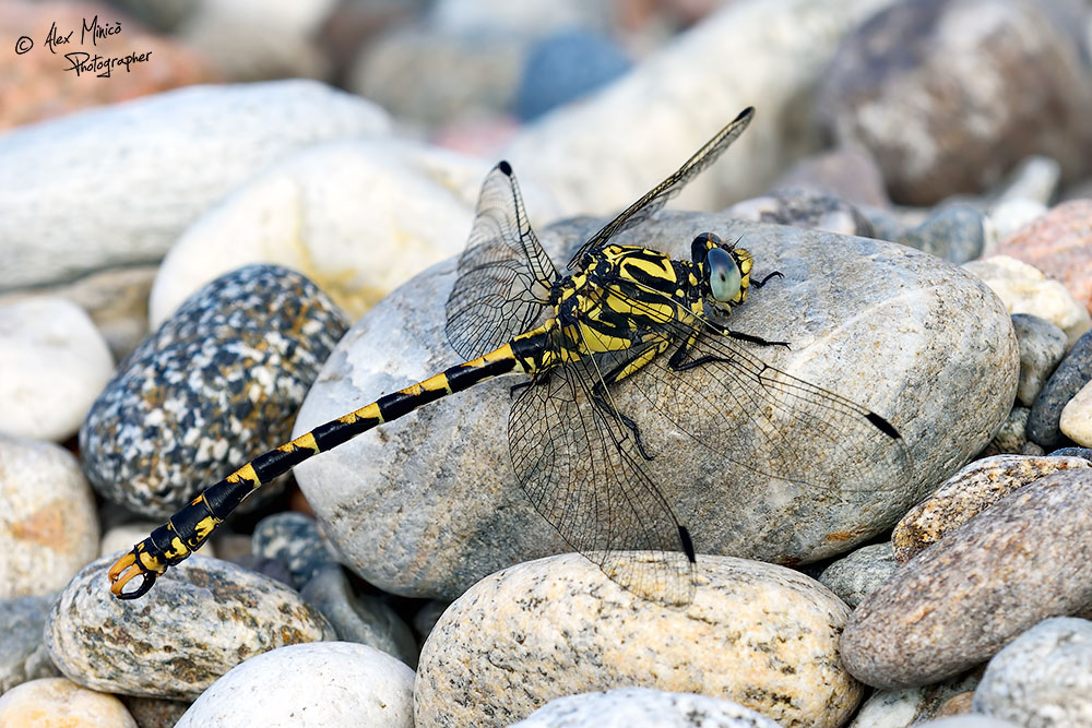 Onychogomphus uncatus (Charpentier, 1840) ♂