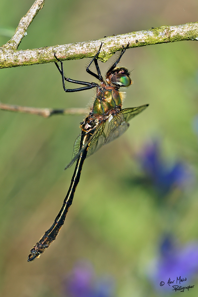 Oxygastra curtisii (Dale, 1834) ♂