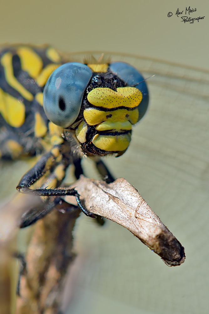 Onychogomphus uncatus (Charpentier, 1840) ♂