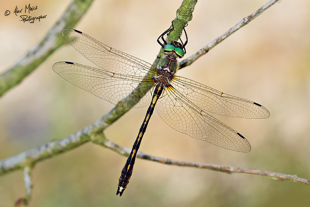 Oxygastra curtisii (Dale, 1834) ♂