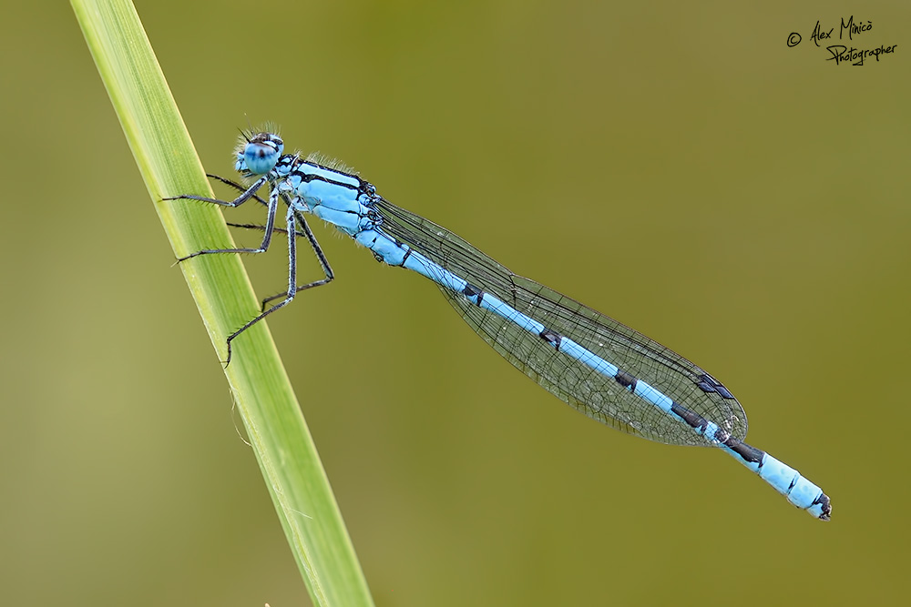 Enallagma cyathigerum (Charpentier, 1840) ♂