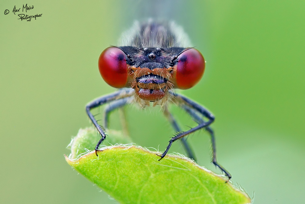 Erythromma viridulum (Charpentier, 1840) ♂ e ♀