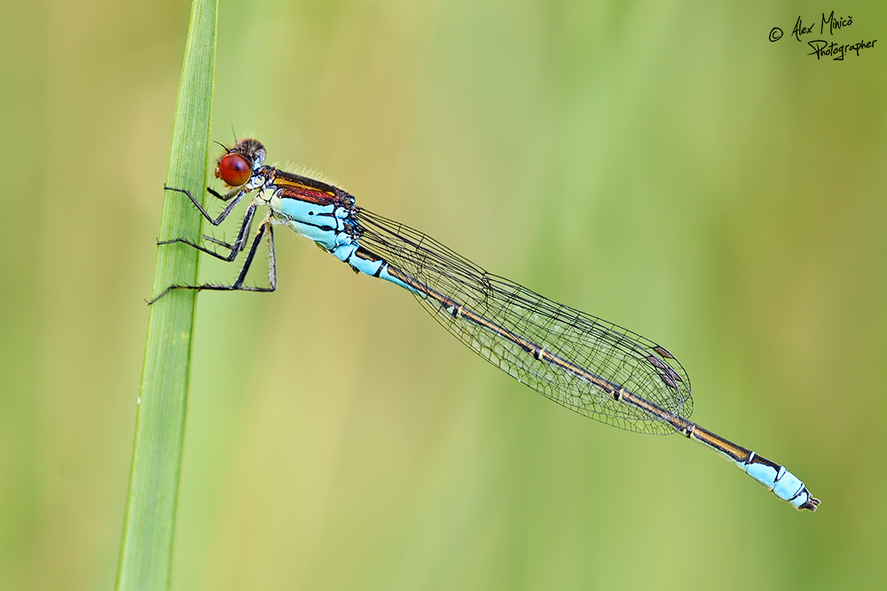 Erythromma viridulum (Charpentier, 1840) ♂ e ♀