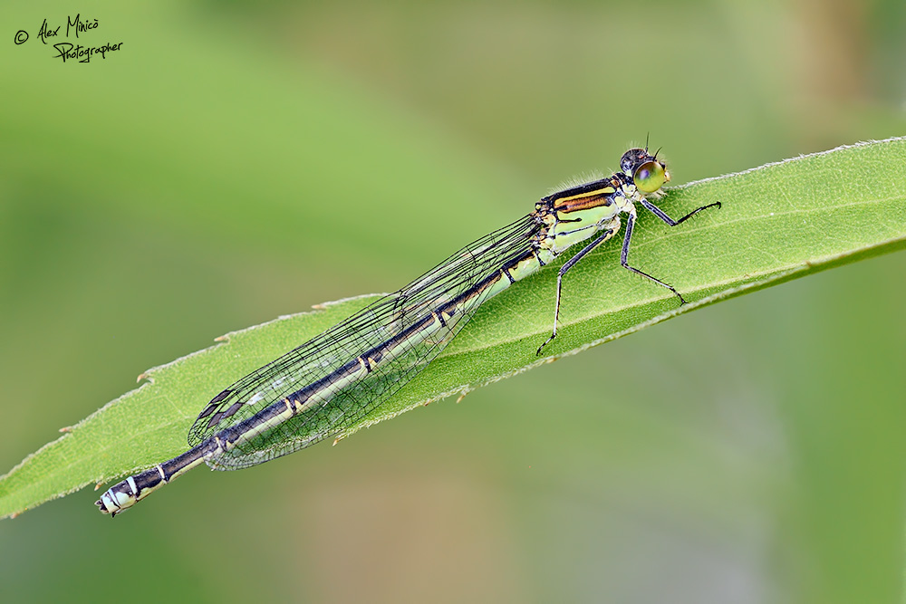 Erythromma viridulum (Charpentier, 1840) ♂ e ♀