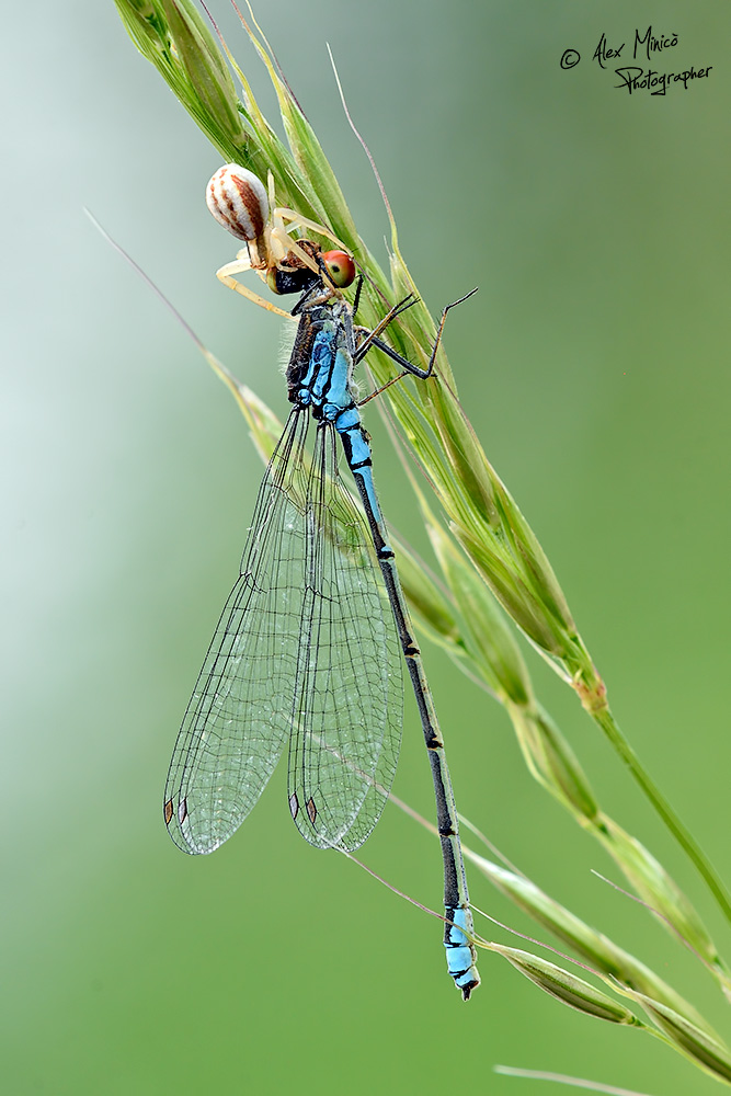 Erythromma viridulum (Charpentier, 1840) ♂ e ♀