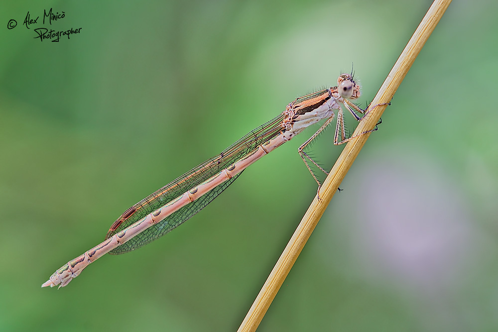 Sympecma fusca (Vander Linden, 1820) ♂ e ♀