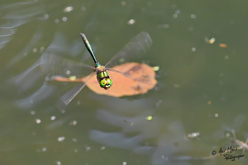 Somatochlora metallica (Vander Linden, 1825) ♂