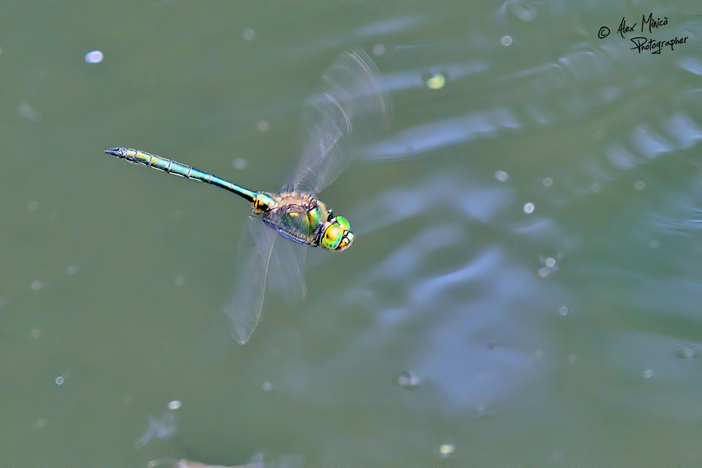 Somatochlora metallica (Vander Linden, 1825) ♂