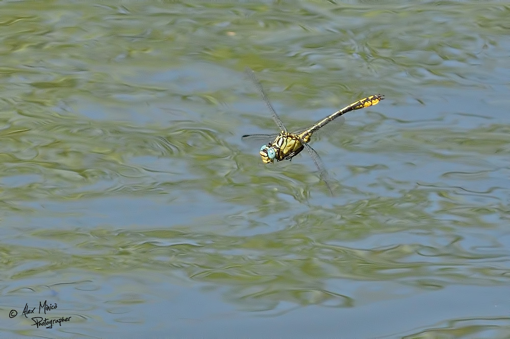 Gomphus flavipes (Charpentier, 1825) ♂ e ♀