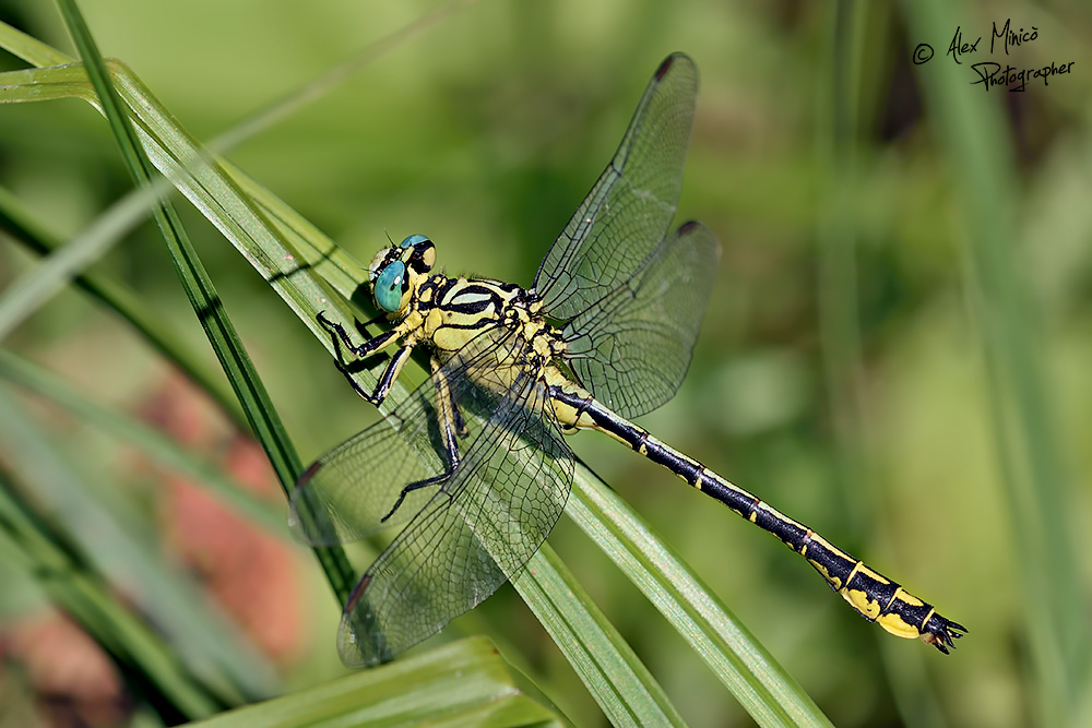 Gomphus flavipes (Charpentier, 1825) ♂ e ♀