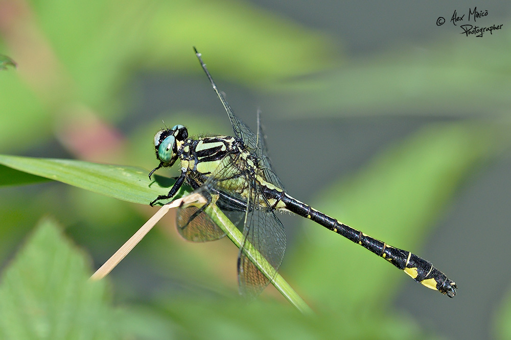 Gomphus vulgatissimus (Linnaeus, 1758) ♂