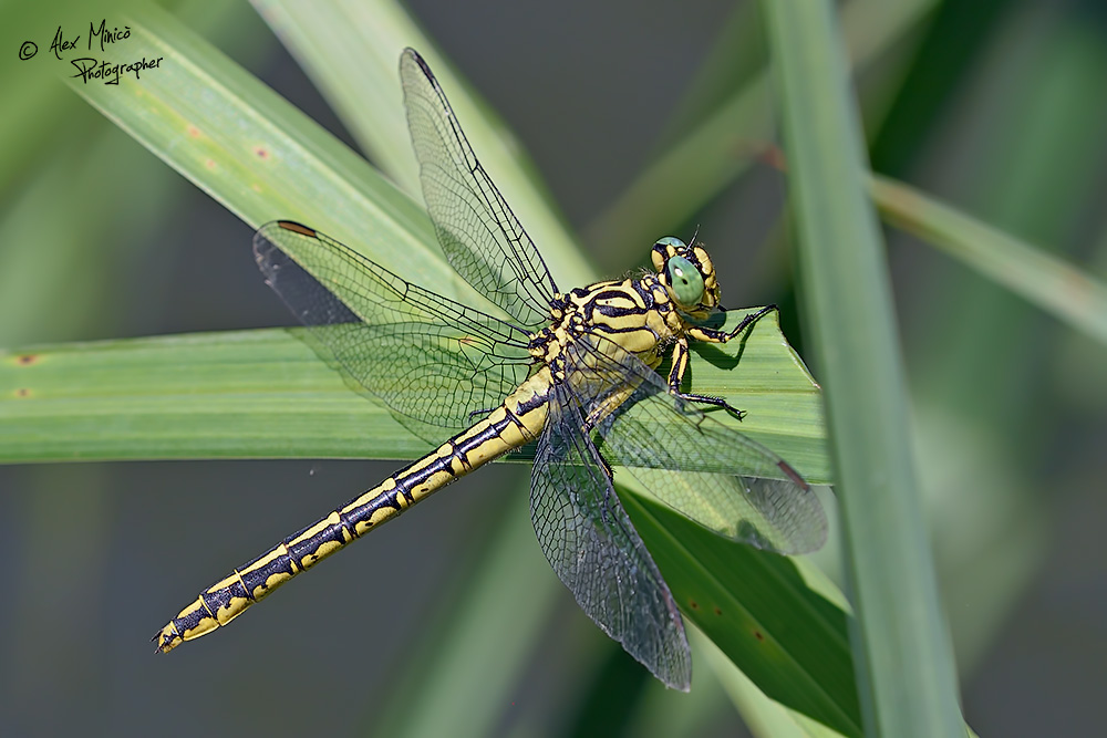 Gomphus flavipes (Charpentier, 1825) ♂ e ♀