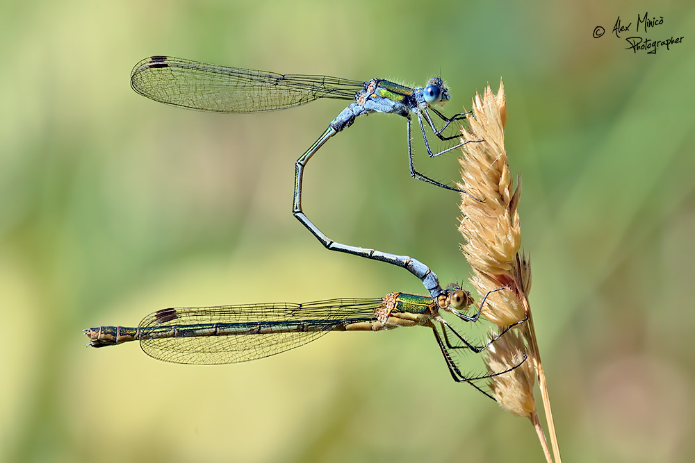 Lestes sponsa (Hansemann, 1823) ♂ e ♀