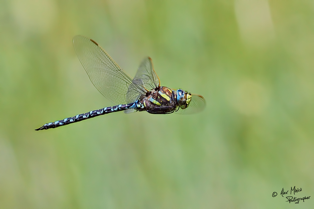 Aeshna juncea (Linnaeus, 1758) ♂