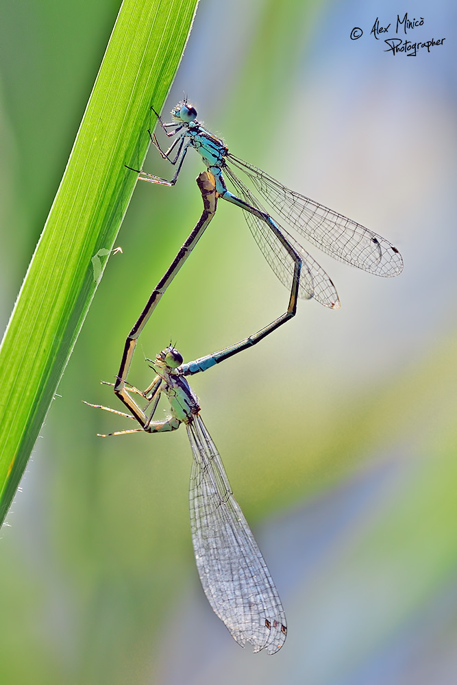 Coenagrion pulchellum (Vander Linden, 1825) ♂ e ♀