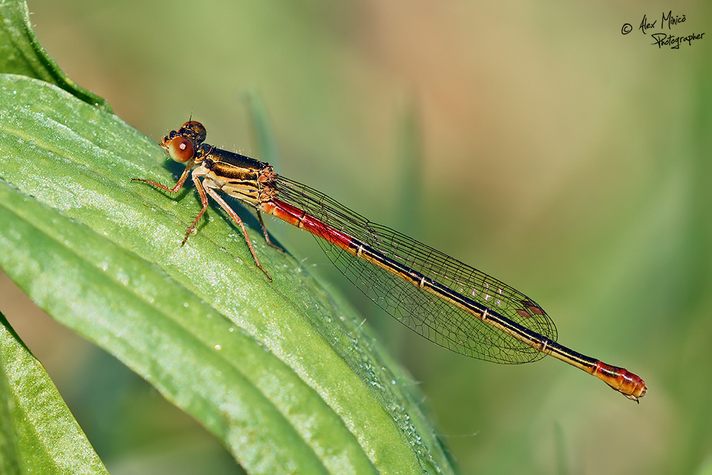 Ceriagrion tenellum (de Villers, 1789) ♀