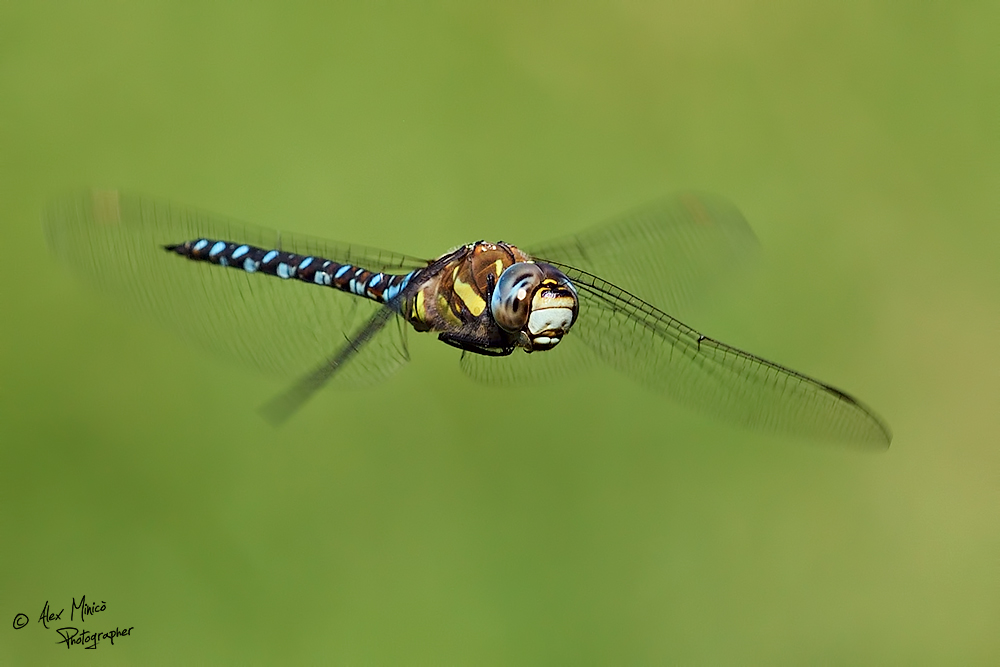 Aeshna mixta Latreille, 1805 ♂