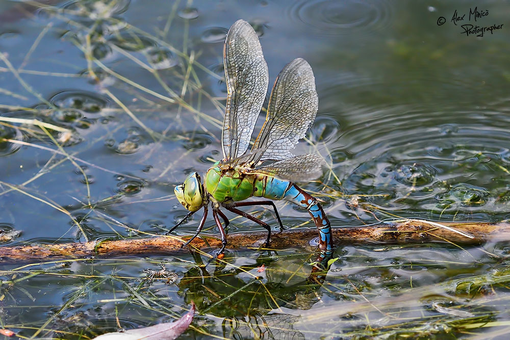 Anax imperator Leach, 1815 ♂ e ♀