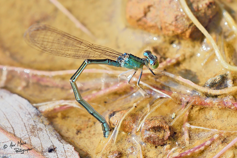 Ischnura pumilio (Charpentier, 1825) ♂ e ♀