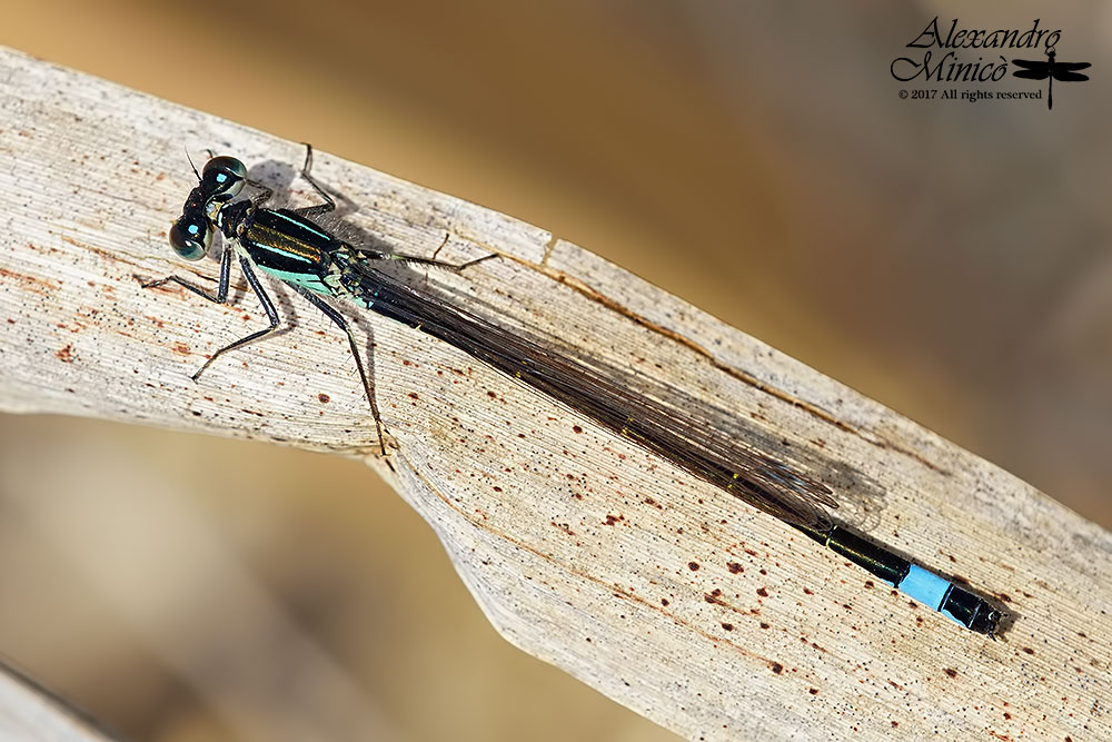 Ischnura elegans ♂ e ♀ immatura