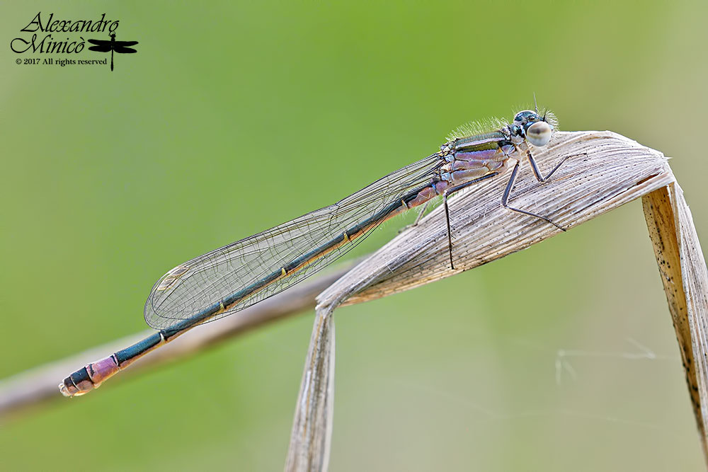 Ischnura elegans ♂ e ♀ immatura