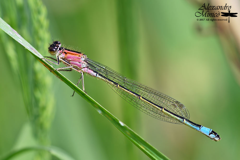 Ischnura elegans ♀ immatura f. rufescens