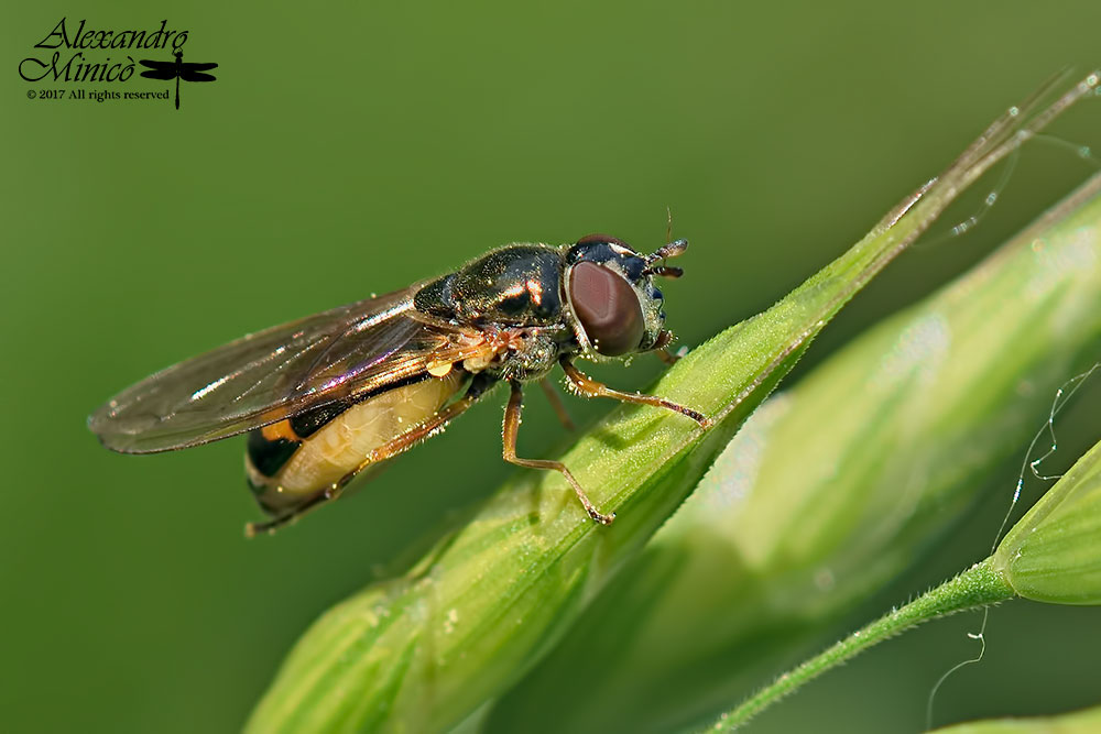 Syrphidae:  Melanostoma scalare, femmina