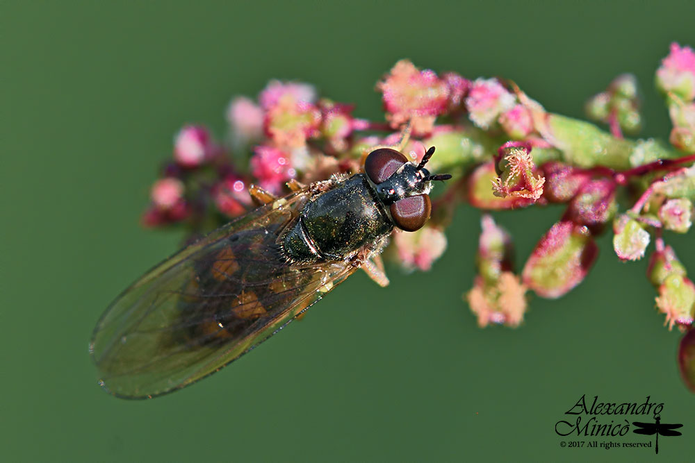 Syrphidae:  Melanostoma scalare, femmina