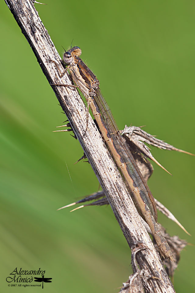 Sympecma fusca ♀