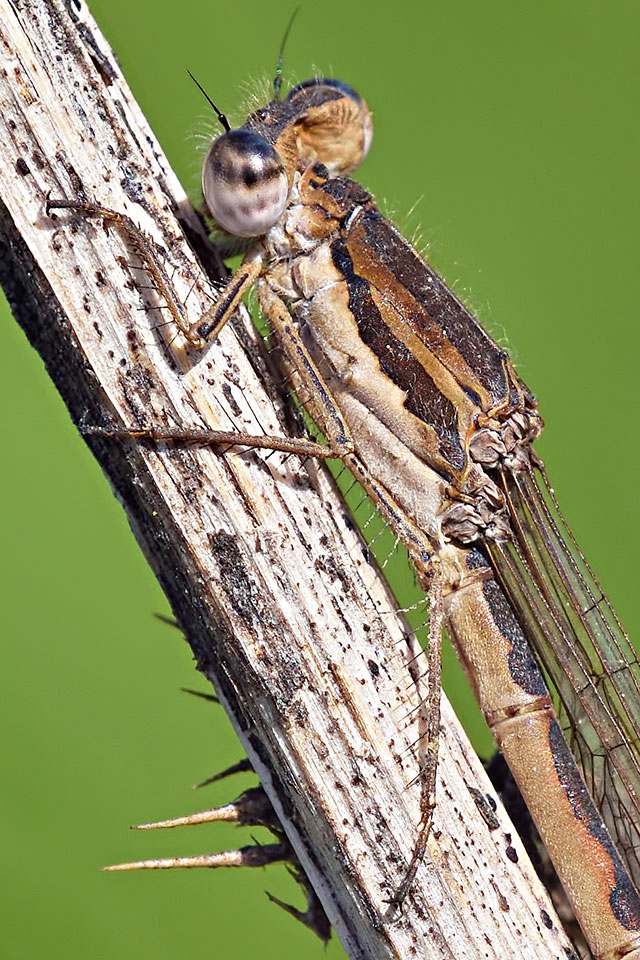 Sympecma fusca ♀