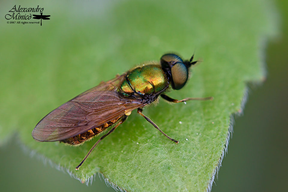 Stratiomyidae: Chloromyia sp.?  Chloromyia formosa, maschio