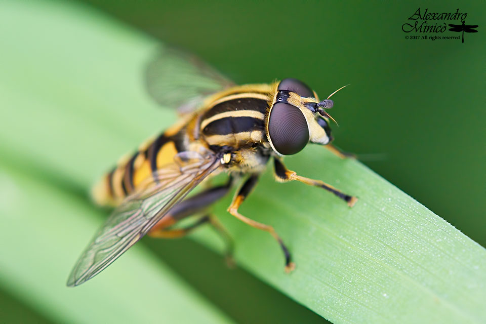 Helophilus sp.?  S, Helophilus pendulus maschio