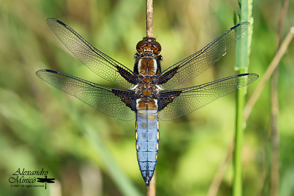 Libellula depressa ♂ e ♀