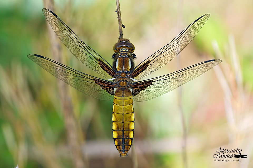 Libellula depressa ♂ e ♀