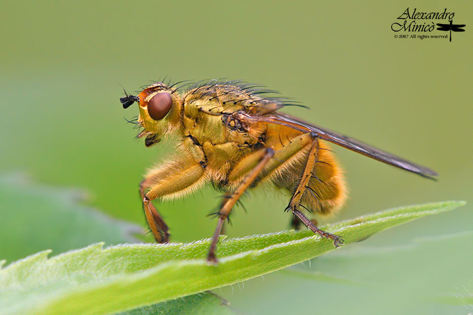 Scatophaga sp.?  S,  Scathophaga stercoraria