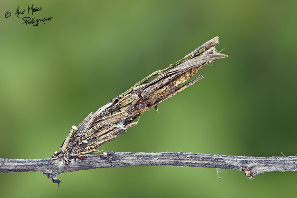 Psychidae, cfr. Epichnopterix sp.