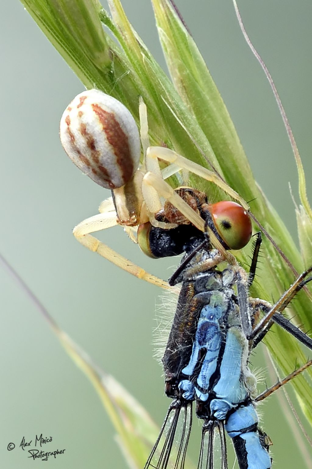 Thomisidae:  Runcinia grammica -  Casei Gerola (PV)