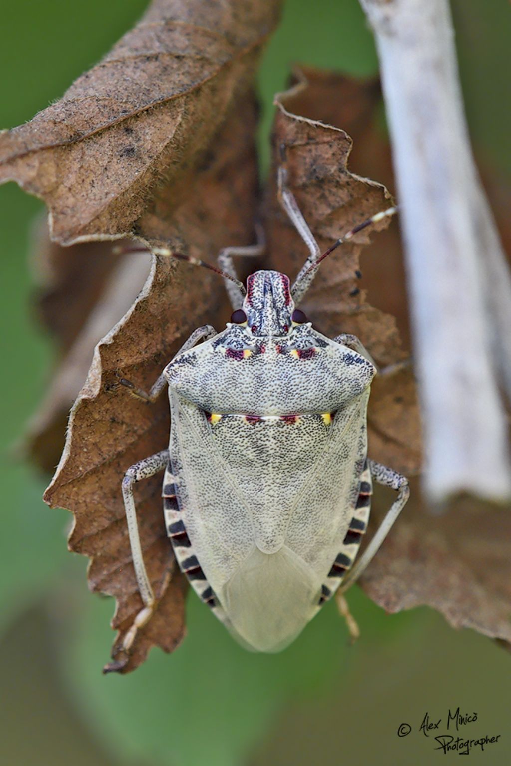 Pentatomidae: Carpocoris?  No, Halyomorpha halys