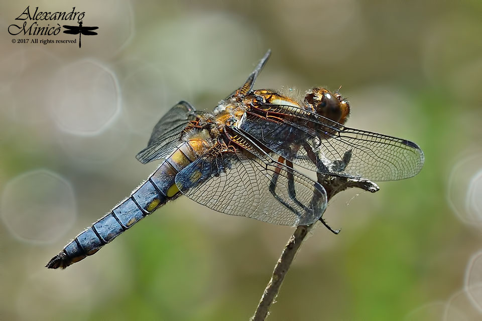 Libellula depressa ♂