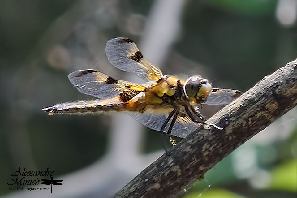 Libellula quadrimaculata ♂ f. praenubila