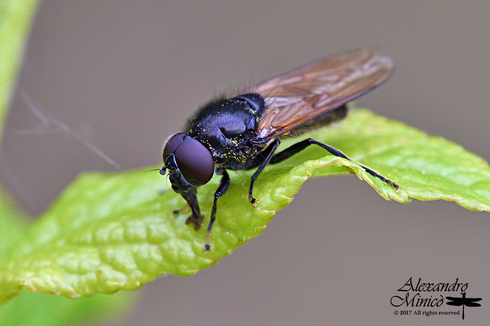Cheilosia sp. maschio (Syrphidae)