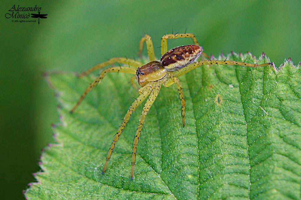 Dolomedes sp. - Turbigo (MI)