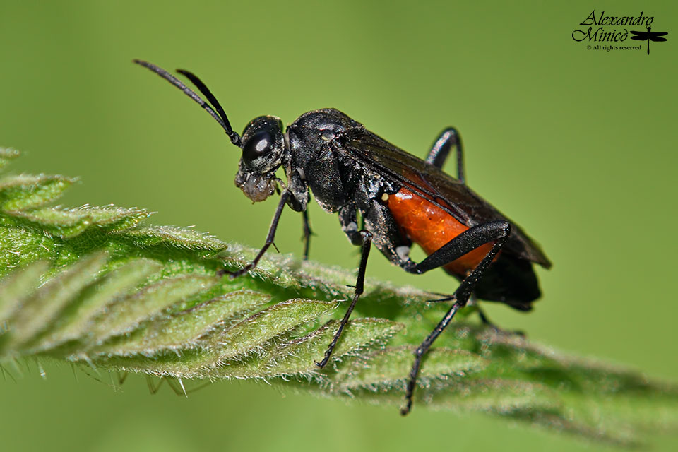 Quale imenottero? Macrophya annulata