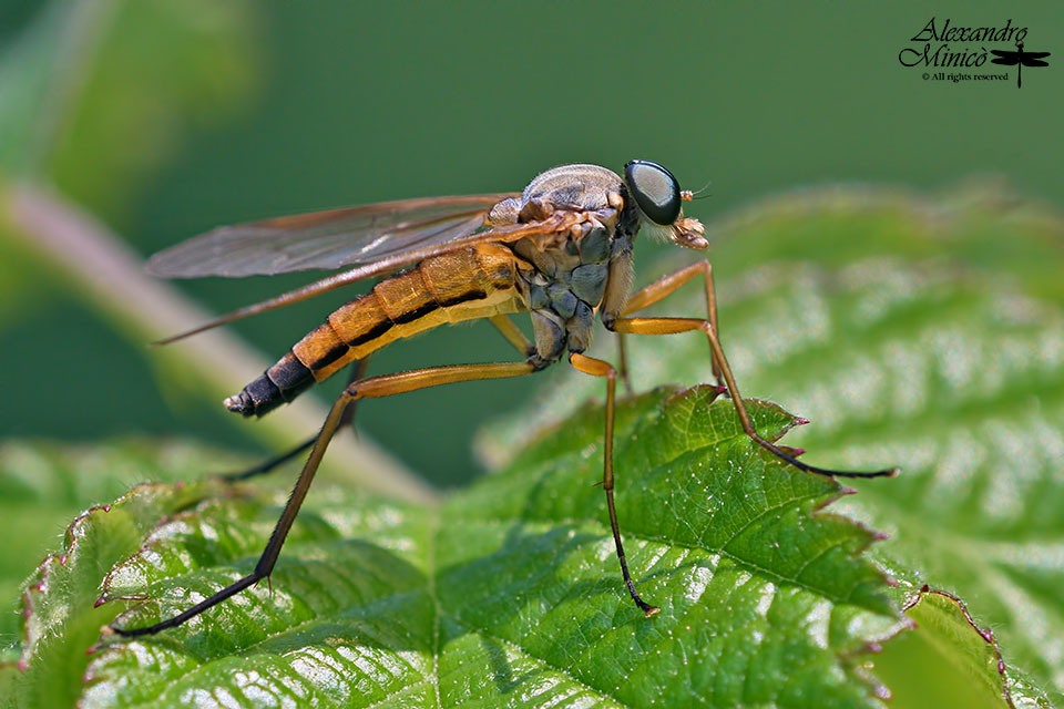 Quale dittero? Rhagio sp. (Rhagionidae)