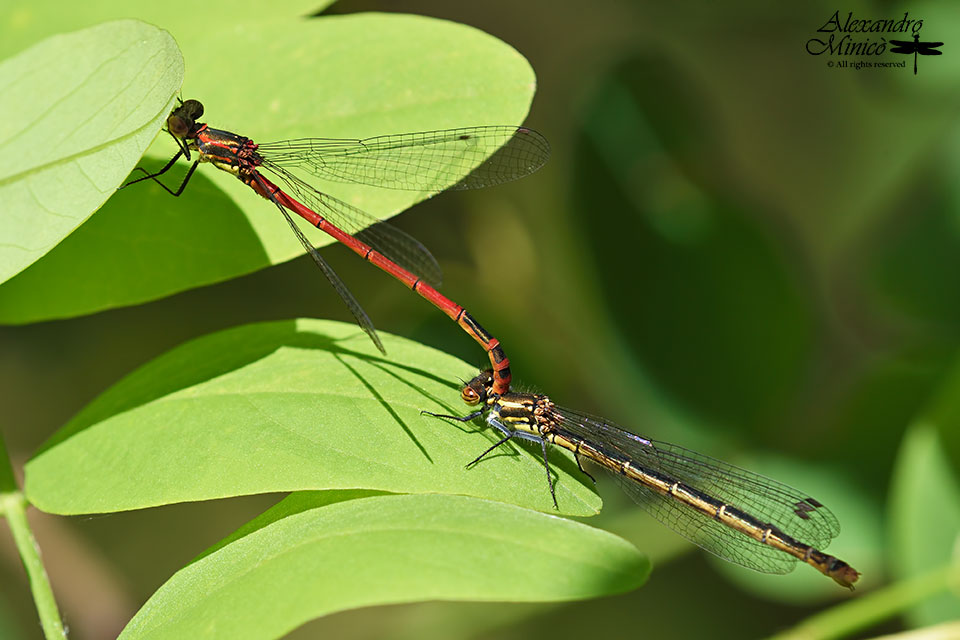 Pyrrhosoma nymphula ♂ e tandem