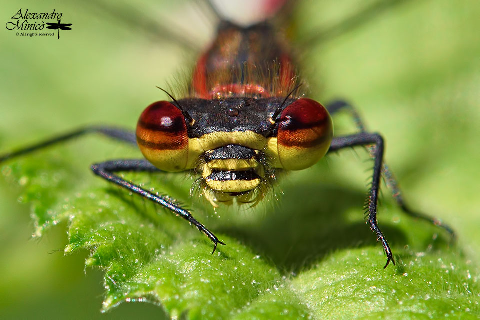 Pyrrhosoma nymphula ♂ e tandem