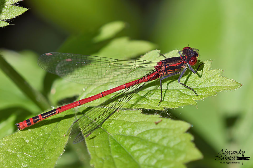 Pyrrhosoma nymphula ♂ e tandem