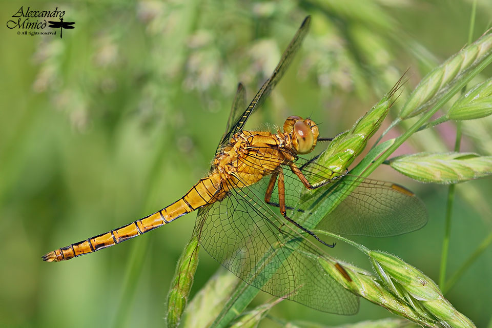 Orthetrum coerulescens ♂ e ♀ immaturi