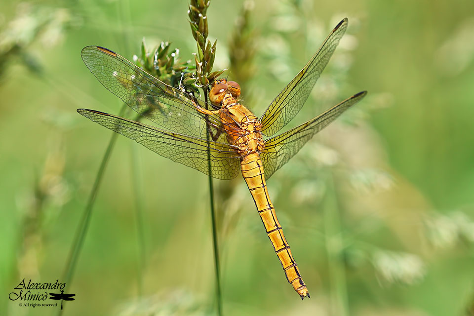 Orthetrum coerulescens ♂ e ♀ immaturi