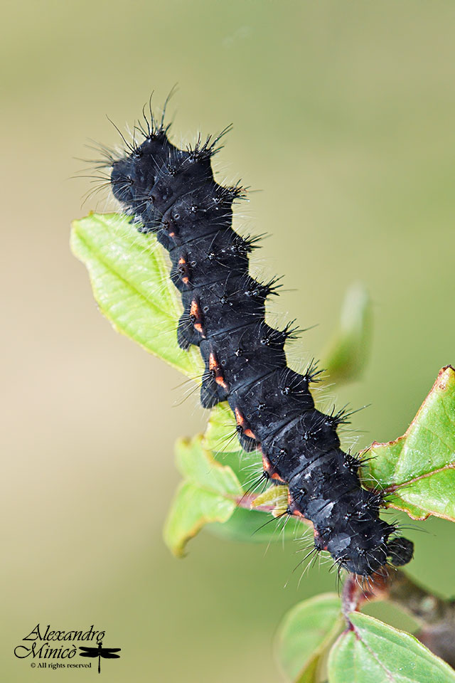 Saturnia pavoniella? S